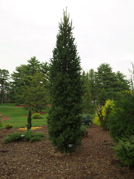 Columnar Norway Spruce